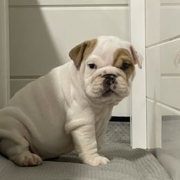 Boy 2 - Bulldog puppy in Demorest, Georgia from The Georgia Bully Bunch