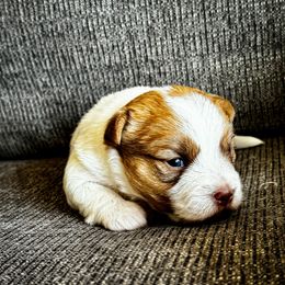 German Shorthaired Pointer and Russell Terrier Puppies from Charnobragan Acres