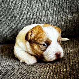 German Shorthaired Pointer and Russell Terrier Puppies from Charnobragan Acres