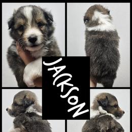 Jackson - Sable and white male Shetland Sheepdog puppy in Mc Minnville, Tennessee from Henotic Homestead's Shetland Sheepdogs