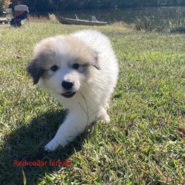 Great Pyrenees Puppies from Sweet Land of Liberty