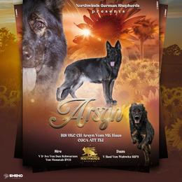 German Shepherd Puppies from Northwinds German Shepherds