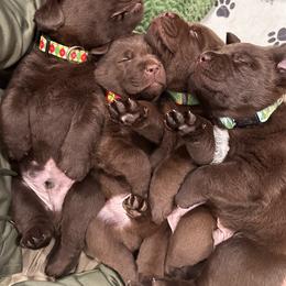 Labrador Retriever Puppies from Rustic Ridge Labradors