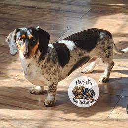 Sheba - Dachshund