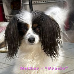 Gracie - Papillon