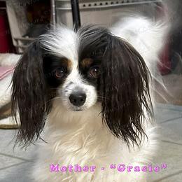 Gracie - Papillon