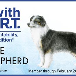 Miniature American Shepherds and Miniature Australian Shepherds from Kizmit Farmz