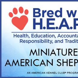 Miniature American Shepherds and Miniature Australian Shepherds from Kizmit Farmz