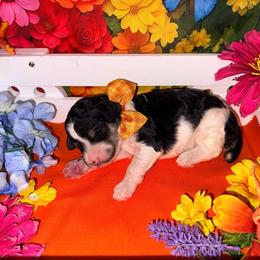 Orange - Black male Poodle puppy in Houma, Louisiana from Smart Azz Poodles