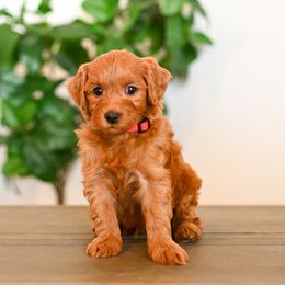 Aussiedoodle, Bernedoodle, Cavapoo, Goldendoodle, Irish Doodle, and Poodle Puppies from Sun Valley Goldendoodles