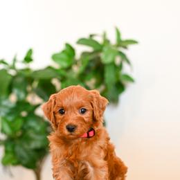 Aussiedoodle, Bernedoodle, Cavapoo, Goldendoodle, Irish Doodle, and Poodle Puppies from Sun Valley Goldendoodles