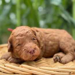 Red - Red  male Goldendoodle puppy in Hesperia, Michigan from Red Acres Poodles & Doodles