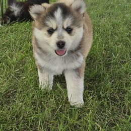 Pomsky Puppies from PJs Pomskies