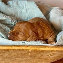 Daisy - Red female Cavapoo puppy in Knoxville, Tennessee from Dukes Forever Doodles