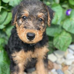 Airedale Terrier, Lakeland Terrier, and Welsh Terrier Puppies from Anne's Pups
