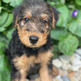 Airedale Terrier, Lakeland Terrier, and Welsh Terrier Puppies from Anne's Pups