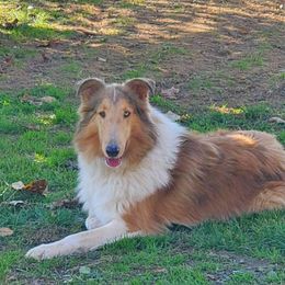 Tyrion  - Collie