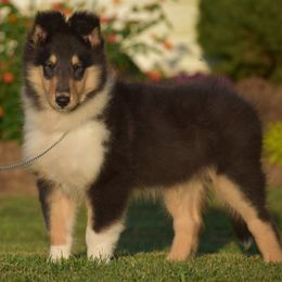 Tri Male 3 - Black white and tan male Collie puppy in Danville, Pennsylvania from Brookwood Collies, Smooth & Rough