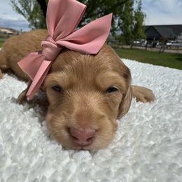 Sweet Tea - Red female Dachshund puppy in Ontario, Oregon from Get A Long Little Doggie