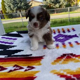 Blaze - Red & white male Miniature Australian Shepherd puppy in Oroville, Washington from High Mountain Aussies