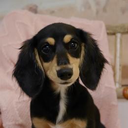 Bonnie - Black and tan female Dachshund puppy in Nolensville, Tennessee from Boothe’s Dachshunds