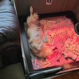 Golden Retriever Puppies from Smokey Mountain English Goldens