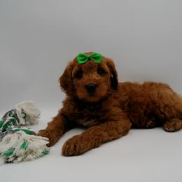 Cavalier King Charles Spaniel, Goldendoodle, and Golden Retriever Puppies from Outback Puppies