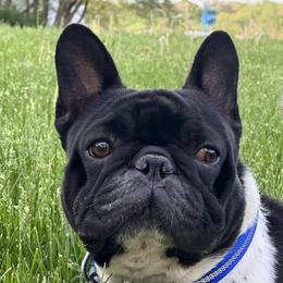 French Bulldogs from AlvarezFrenchBulldogs