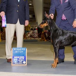 Doberman Pinschers from Treasure Seeker Dobermans