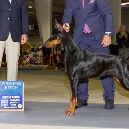 Doberman Pinschers from Treasure Seeker Dobermans