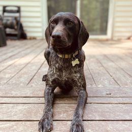 Wesson - German Shorthaired Pointer