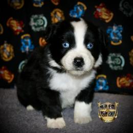 Tennessee - Black & white male Australian Shepherd puppy in El Dorado Springs, Missouri from HP Aussie Kennels