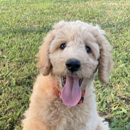 Goldendoodles from Legacy Goldendoodles
