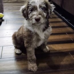 Bordoodle Puppies from Brisby Bordoodles