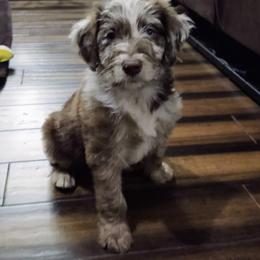 Bordoodle Puppies from Brisby Bordoodles