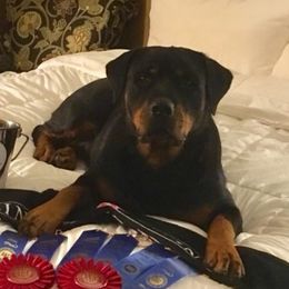 GG - Rottweiler