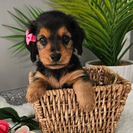 Penny - Black and tan female Dachshund puppy in Utica, Ohio from Poodle Me Crazy