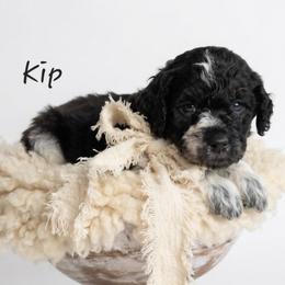 Kip - Black and white male Springerdoodle puppy in Fargo, North Dakota from Dakota SpringerDoodles