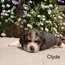 Clyde - Black tan and white male Beagle puppy in Mansfield, Missouri from Rippee Creek Kennel