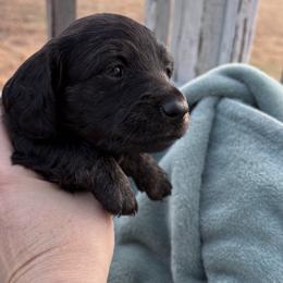 Dachshund Puppies from A Anchor Farm