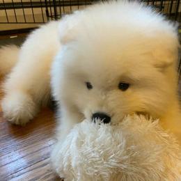 Samoyed Puppies from Mountain Laurel Samoyeds