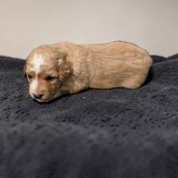 Brandy - Apricot female Aussiedoodle puppy in Lebanon, Oregon from Abbott Family Farm