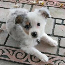 Miniature Australian Shepherds from Dobbs Mini Farm