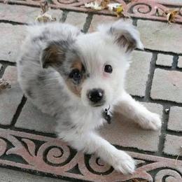 Miniature Australian Shepherds from Dobbs Mini Farm