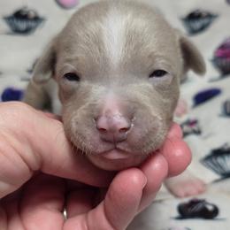 Toasted Coconut - Fawn white and tan male Rat Terrier puppy in Rio Vista, California from CaliRats Rat Terriers