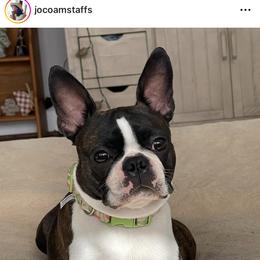 Girl 1 - Black brindle and white Boston Terrier puppy in Wendell, North Carolina from JoCo Kennel