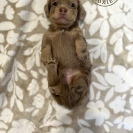 Dachshund Puppies from Dogwood Doxies