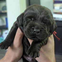 Red collar - Chocolate male Labrador Retriever puppy in Lithonia, Georgia from Marmolejos Labs