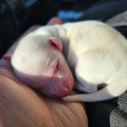 Ghost - Cream male Dachshund puppy in Pasco, Washington from G & G Kennel
