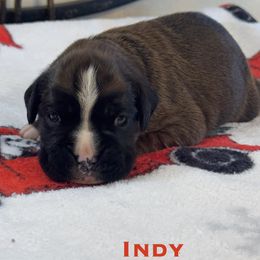 Indy - Fawn female Boxer puppy in Cicero, New York from MK Boxer Haven of CNY